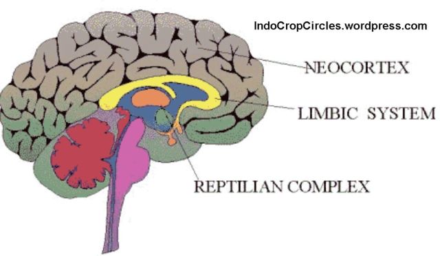 neocortex-brains